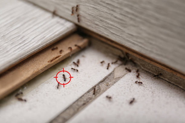 Reliable Lochmoor Waterway Estates, FL Pest Control Solutions