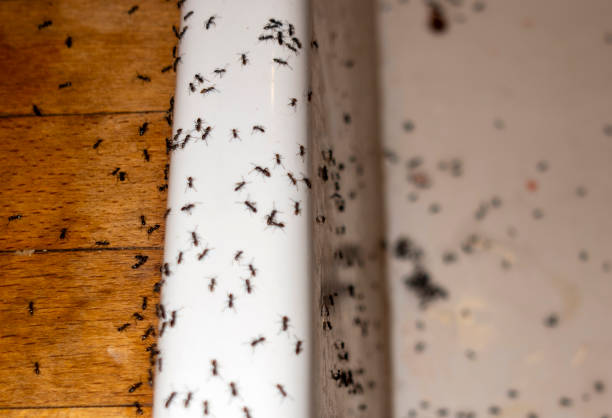 Best Residential Pest Control  in Lochmoor Waterway Estates, FL